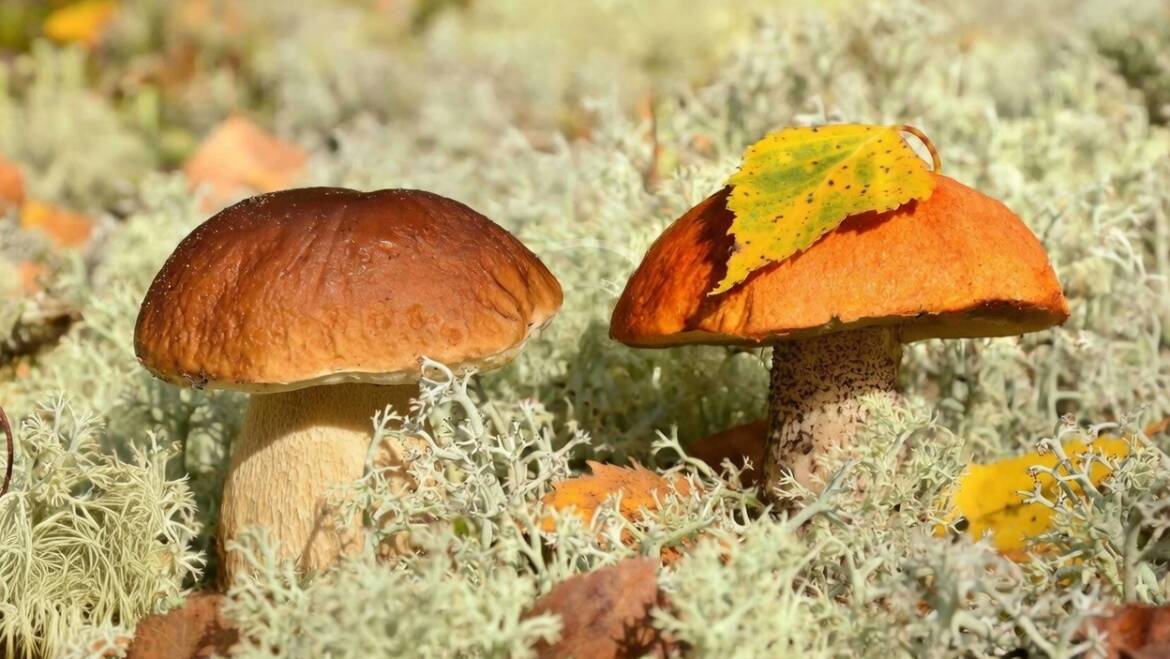 Six Steps to Start Your Mushroom Farm