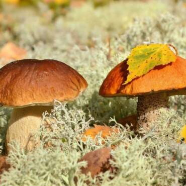 Six Steps to Start Your Mushroom Farm