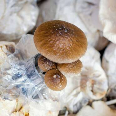 Substrate Preparation: Incubation and Composting Guide