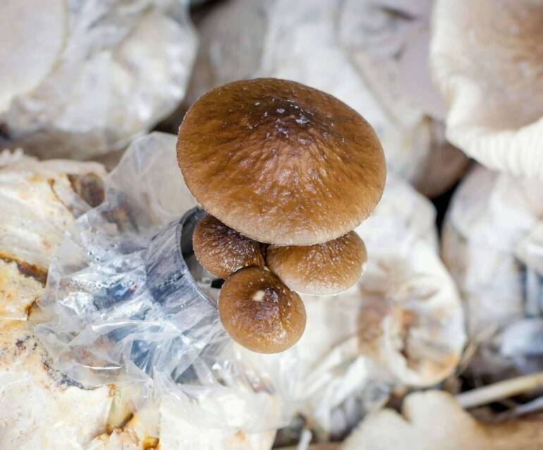 Substrate Preparation: Incubation and Composting Guide