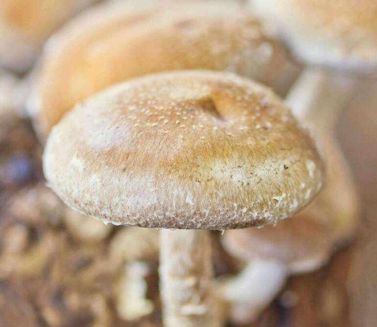 Gives You Antioxidants