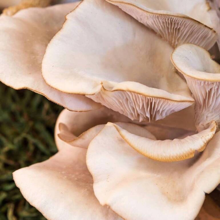 Increases Your Vitamin D