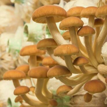 Health Benefits of Adding Mushrooms to Your Diet