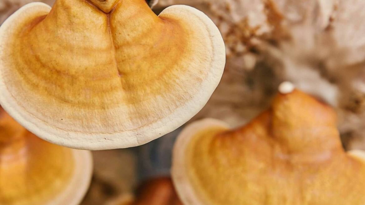 Humidity Control for Mushroom Growing Success