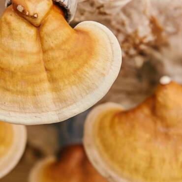 Humidity Control for Mushroom Growing Success