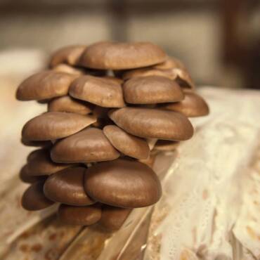 Popular Mushroom Varieties for Home Growers