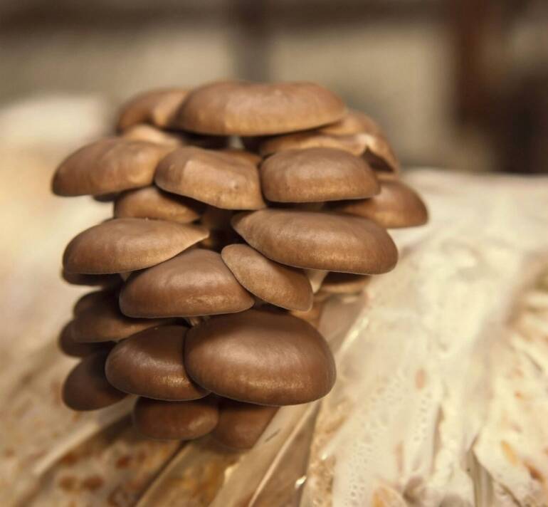 Popular Mushroom Varieties for Home Growers
