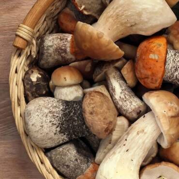 How to Select and Store Fresh Mushrooms