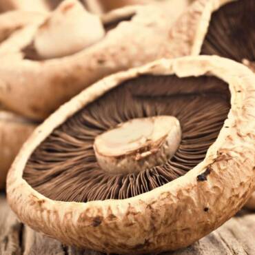 Growing Large Mushroom Specimens: Tips for Bigger Harvests