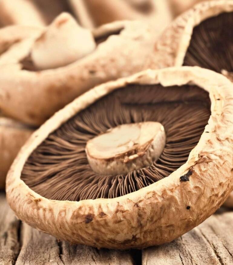 Growing Large Mushroom Specimens: Tips for Bigger Harvests