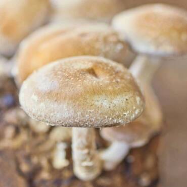 Umbrella Polypore: A Forager’s Guide