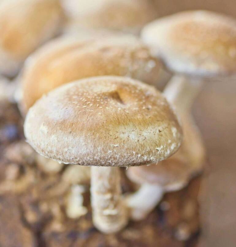 Umbrella Polypore: A Forager’s Guide