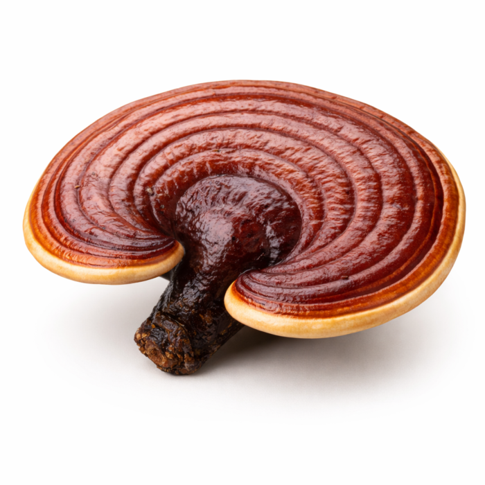 Reishi Mushrooms