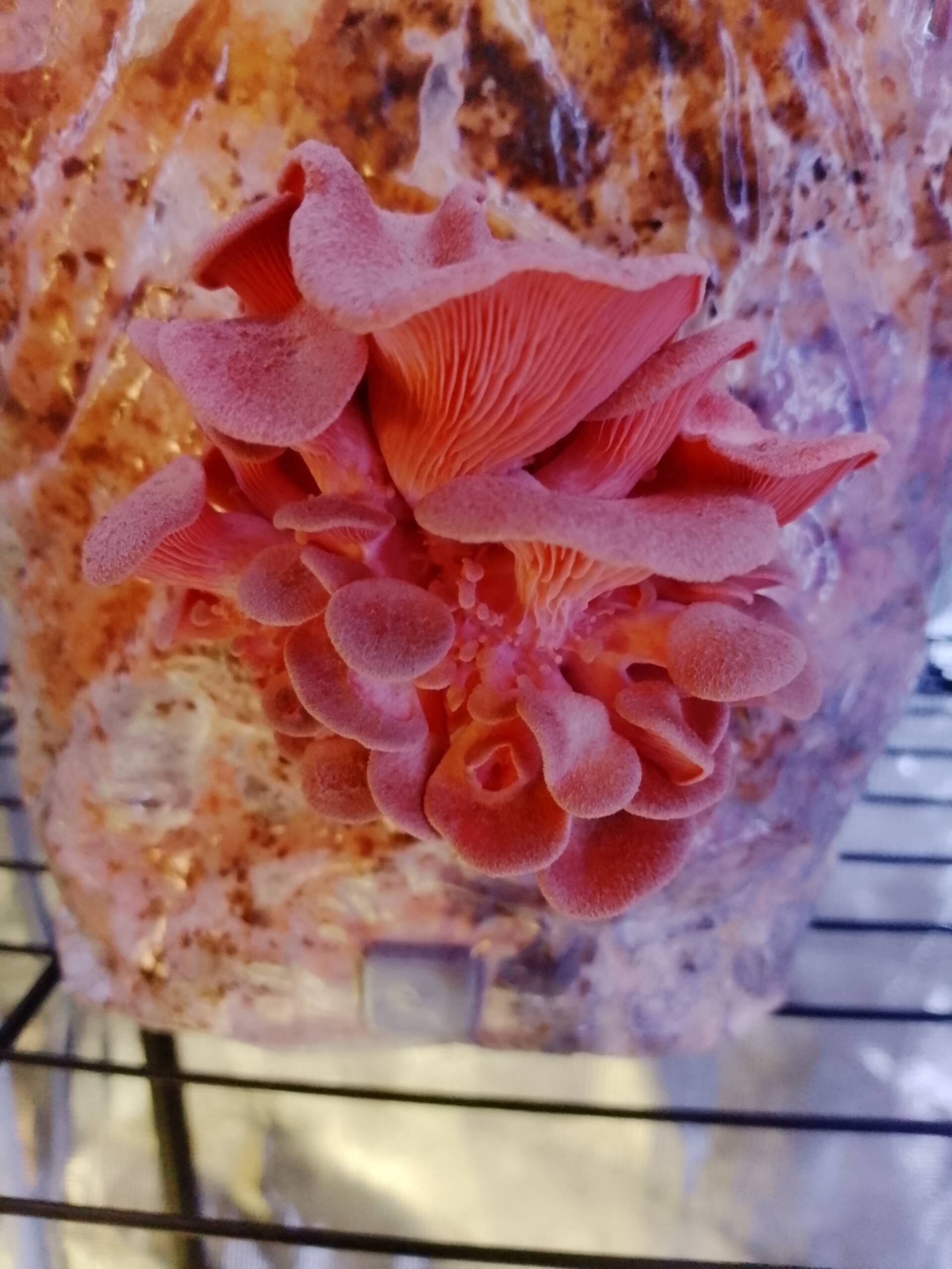 Pink Oyster Grow Kit - Image 6