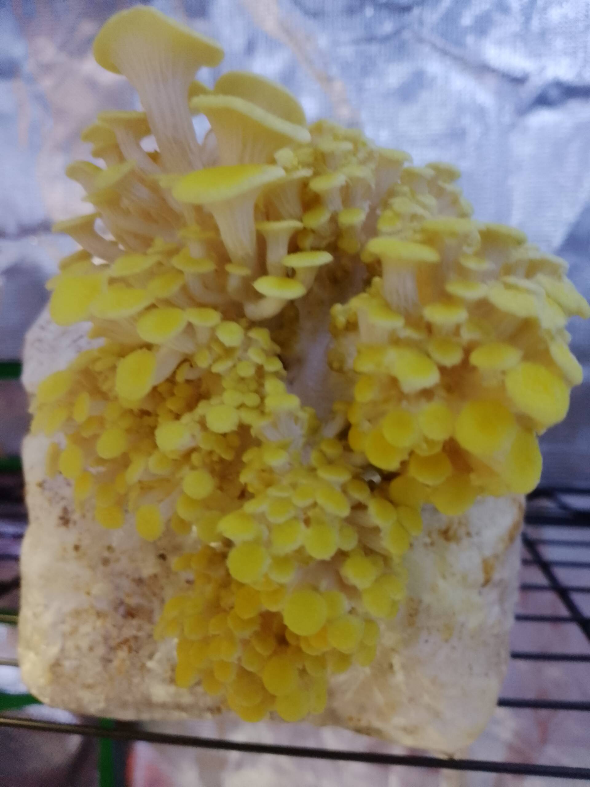 Golden Oyster Liquid Culture - Image 13