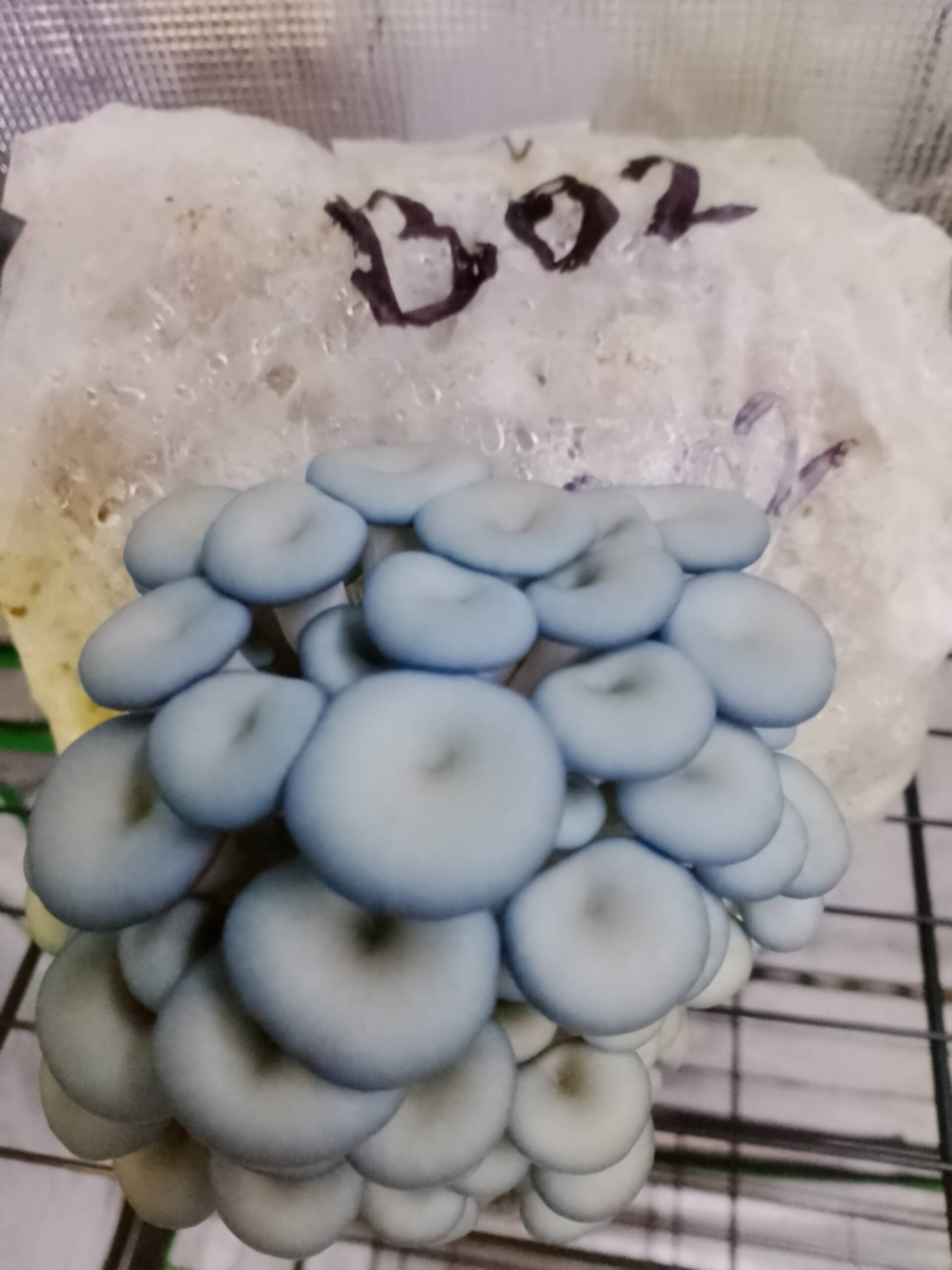 Blue Oyster Grow Kit - Image 8