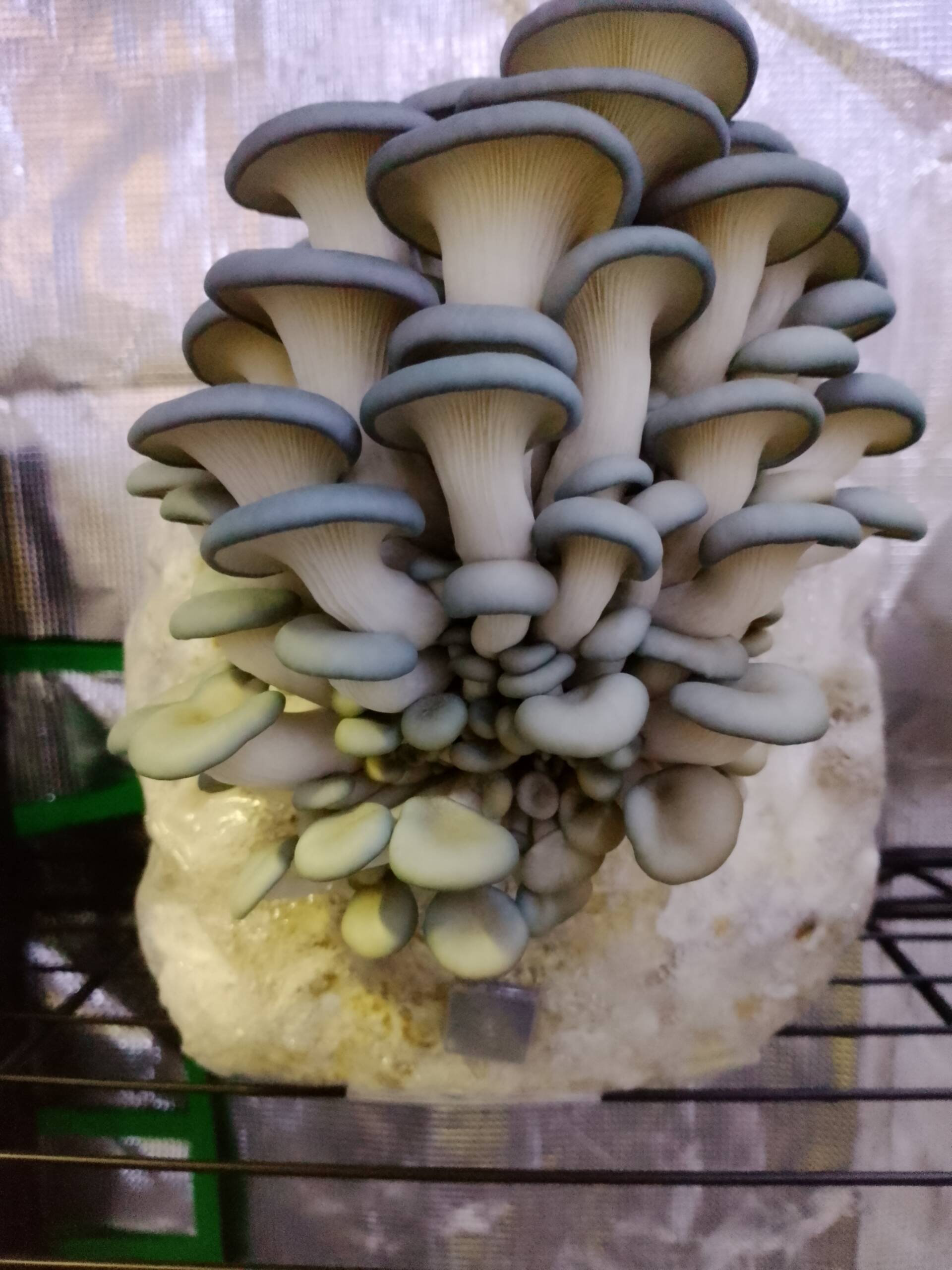 Blue Oyster Liquid Culture - Image 7