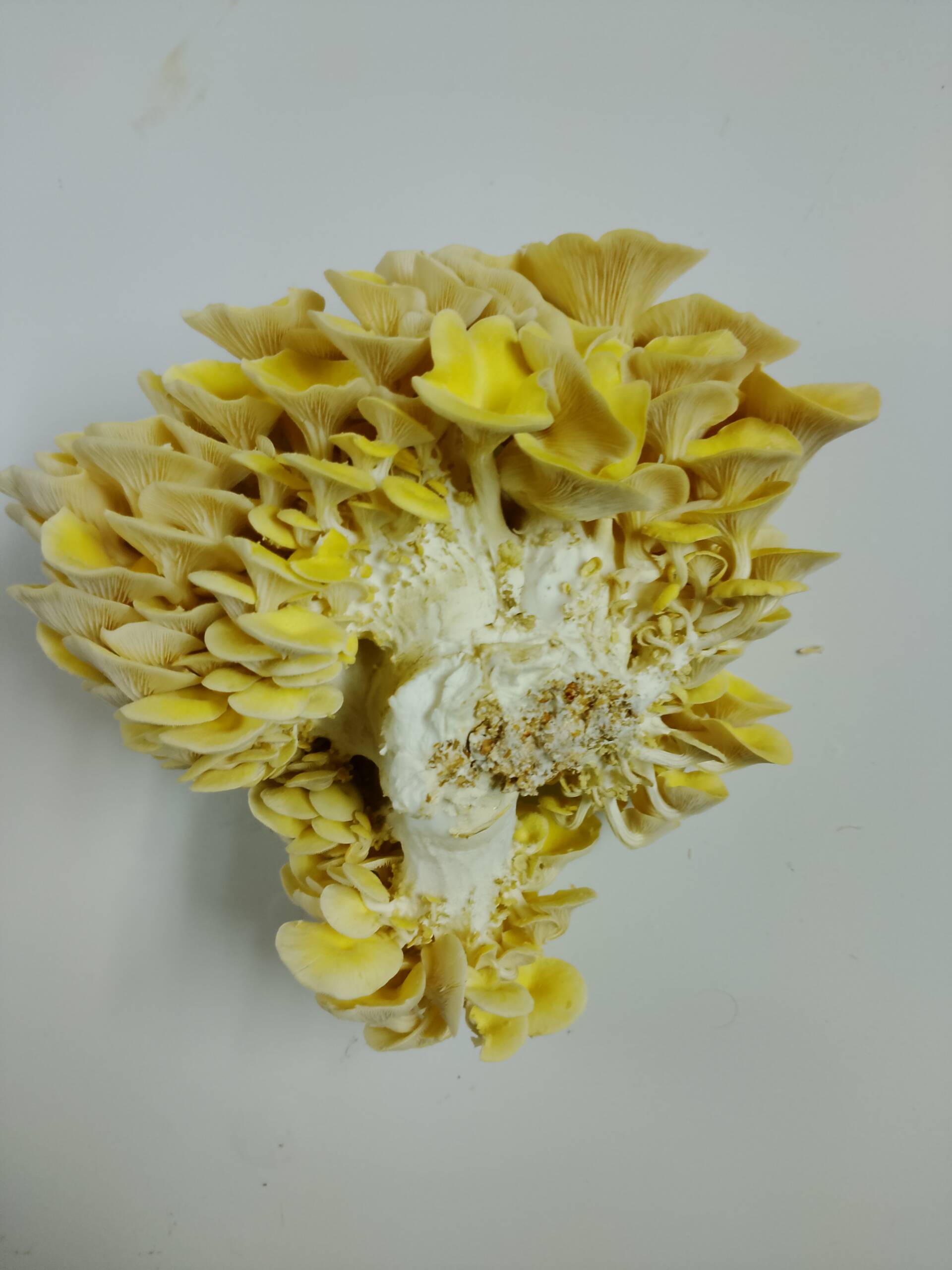 Golden Oyster Liquid Culture - Image 9