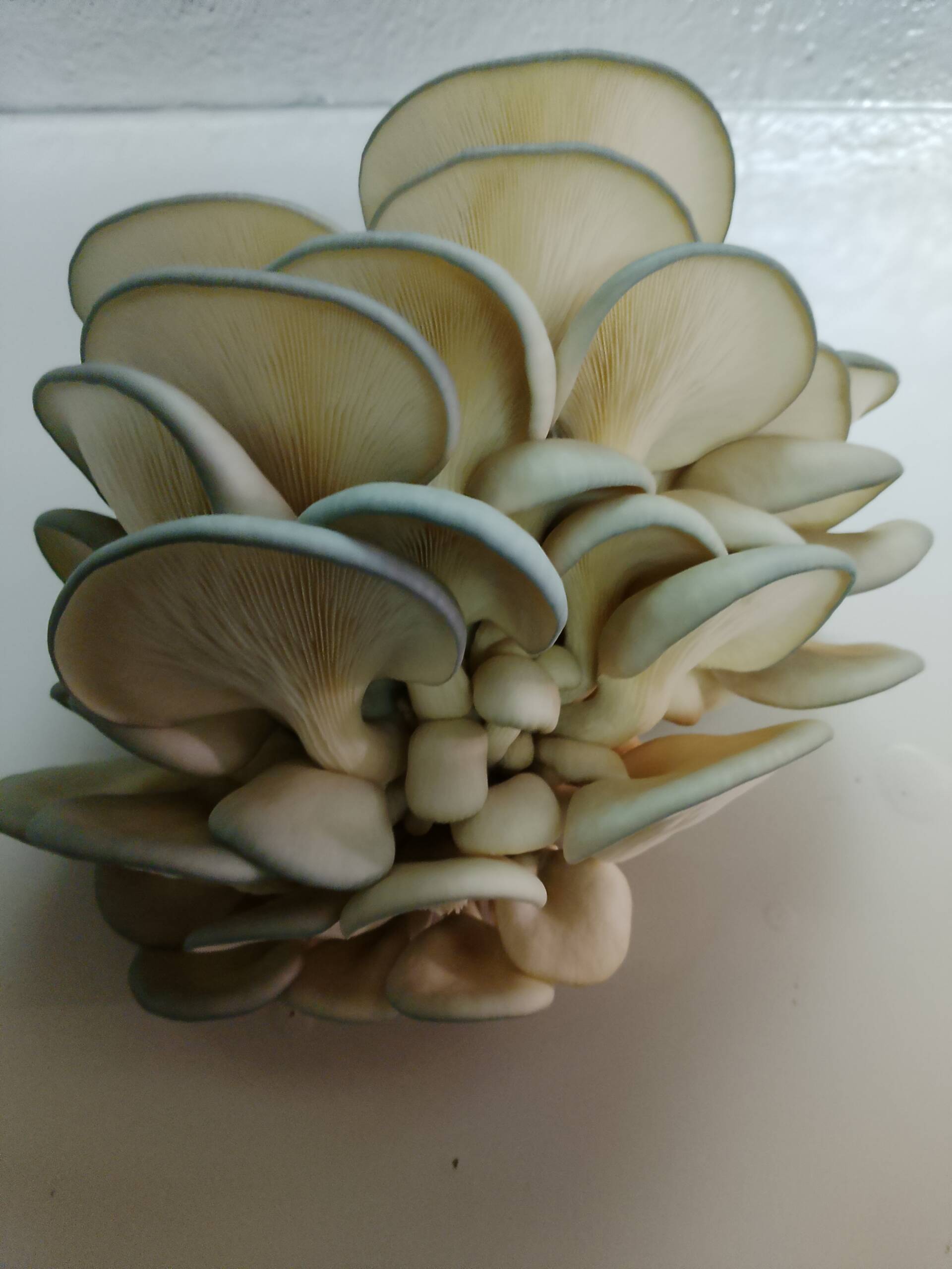 Blue Oyster Grow Kit - Image 5