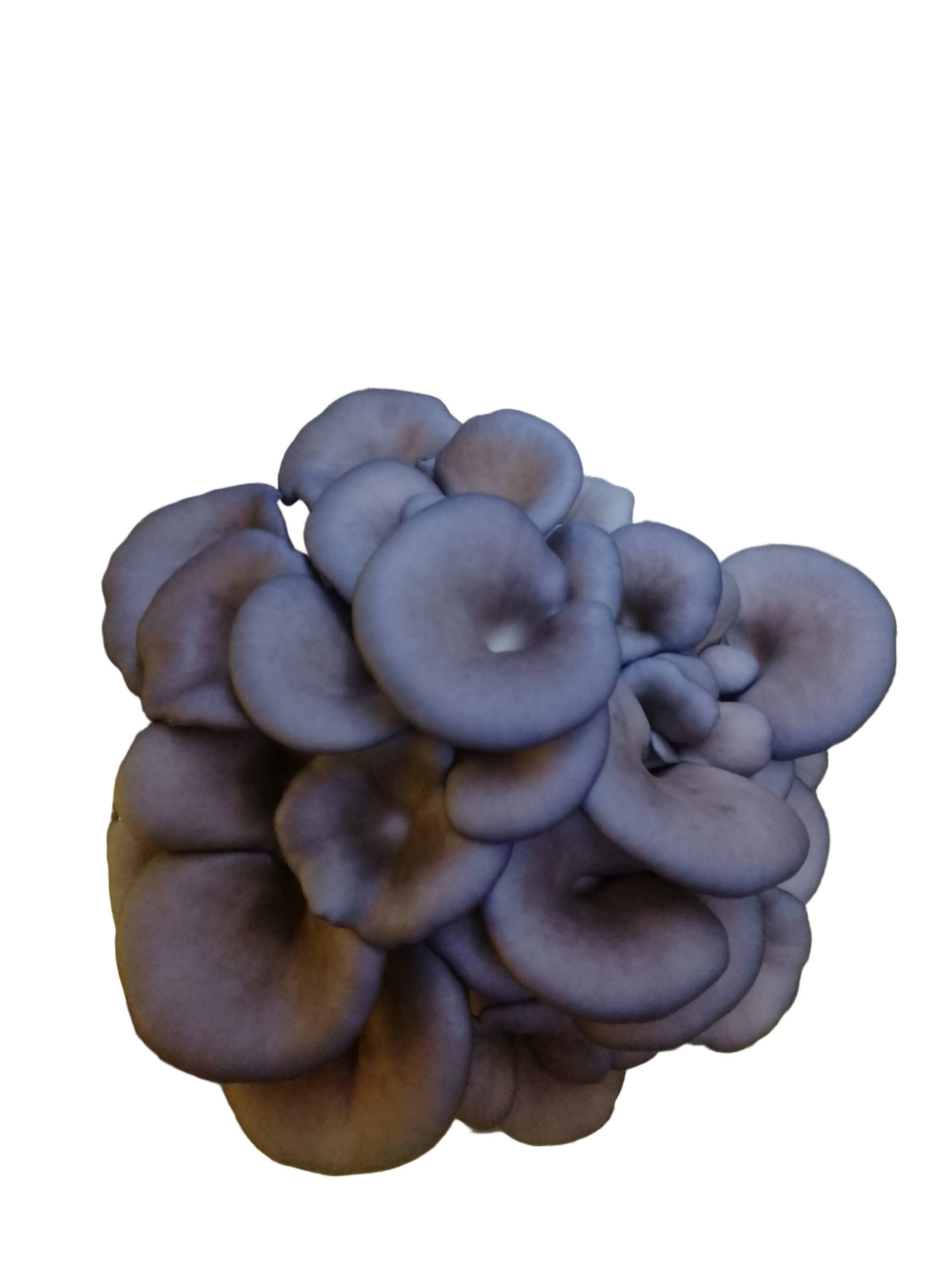 Fresh Blue Oyster Mushrooms - Image 3