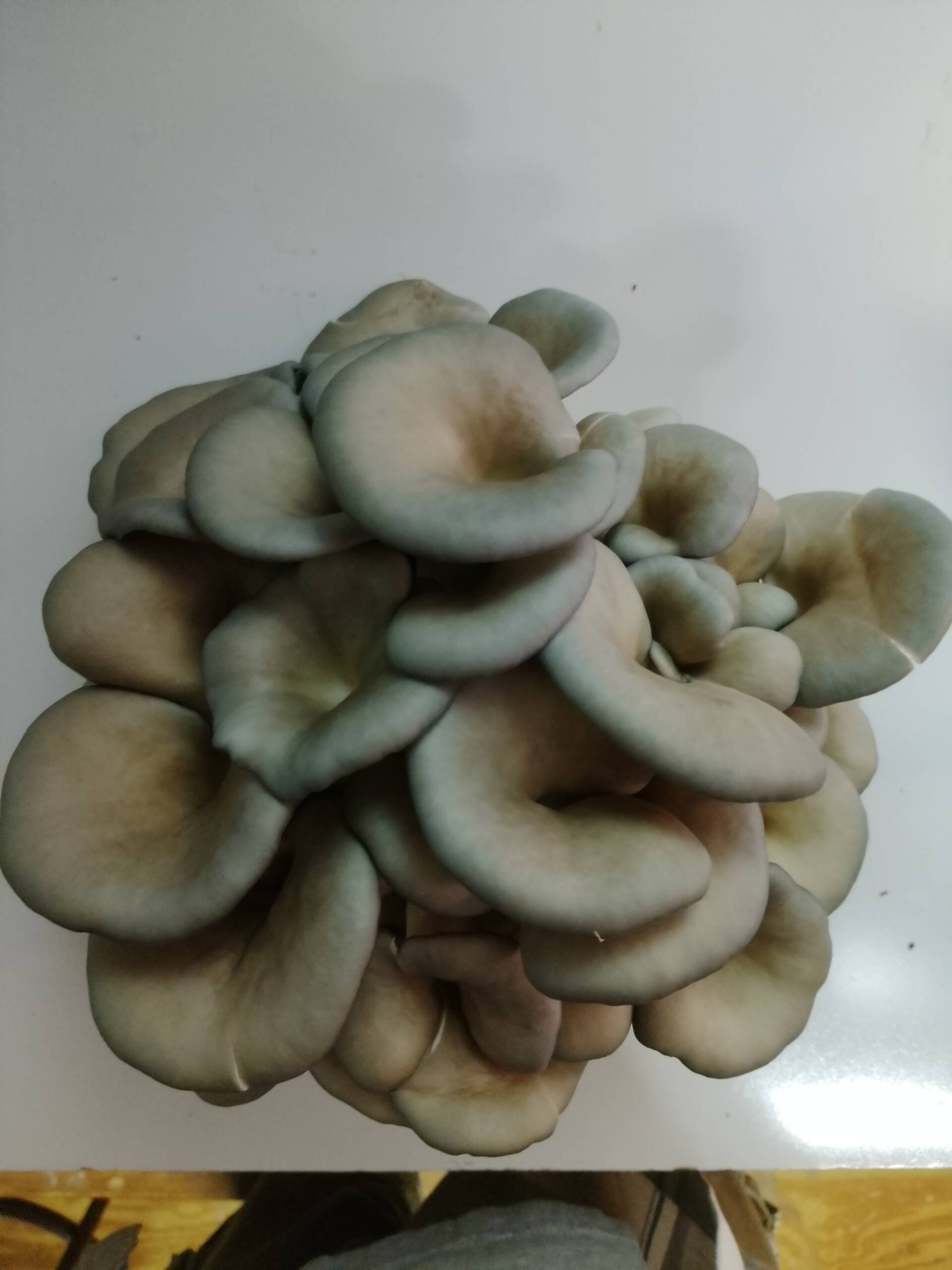 Blue Oyster Grow Kit - Image 4