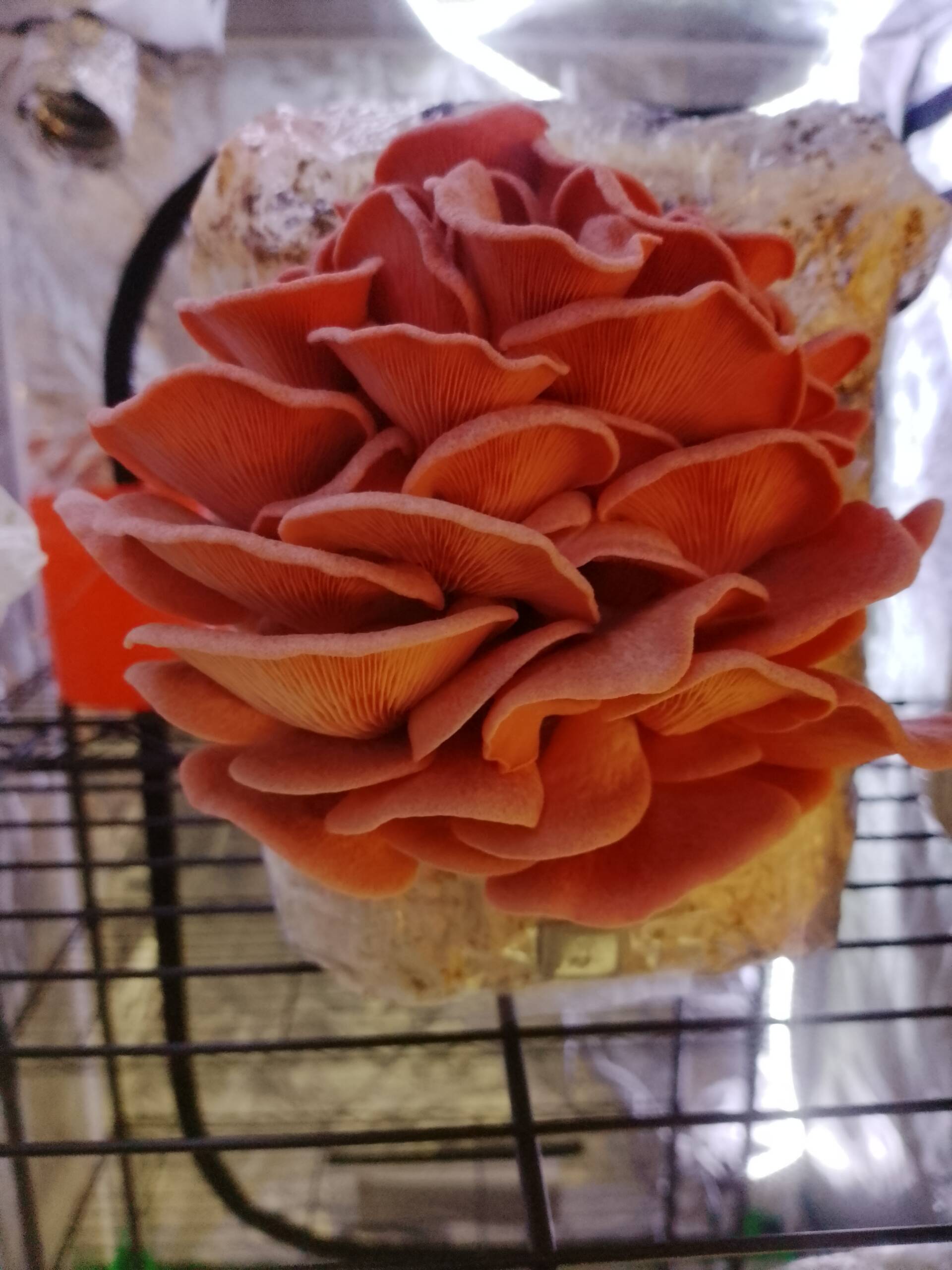 Pink Oyster Grow Kit - Image 4