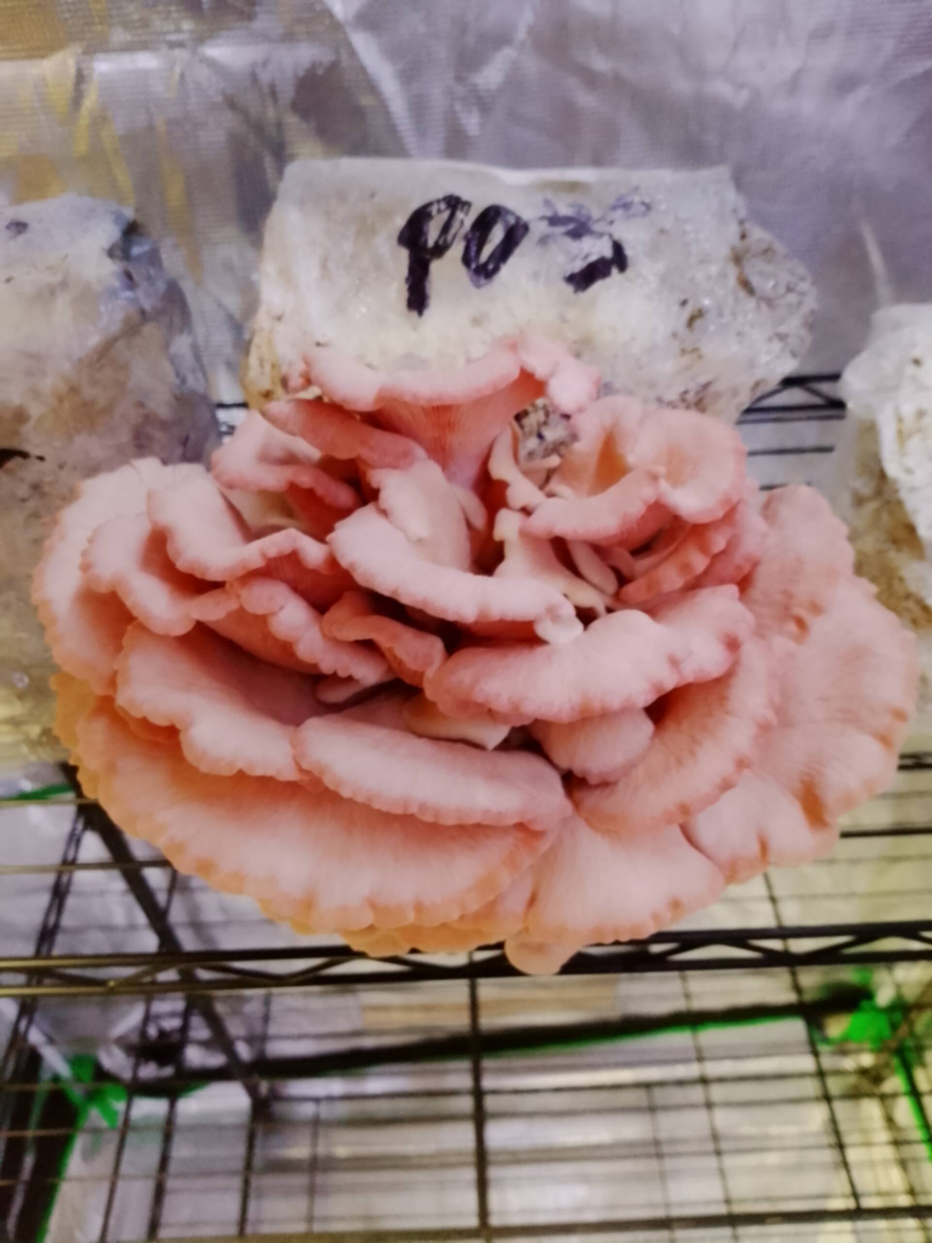 Pink Oyster Grow Kit - Image 3