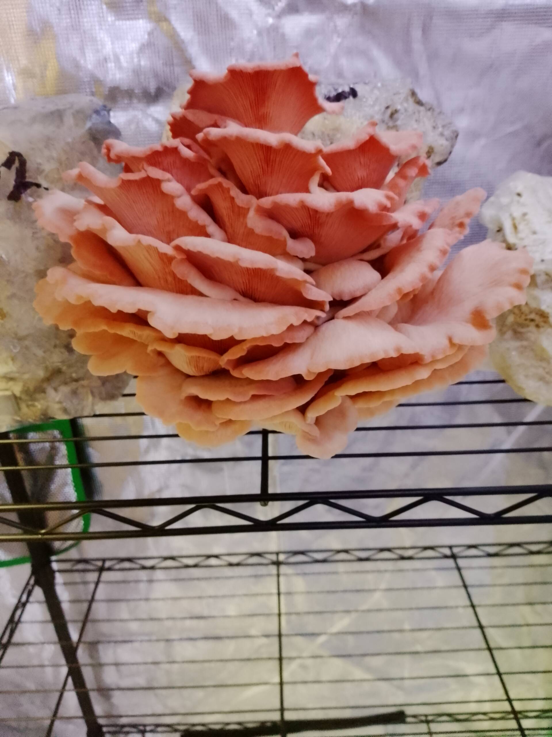 Pink Oyster Grow Kit - Image 2