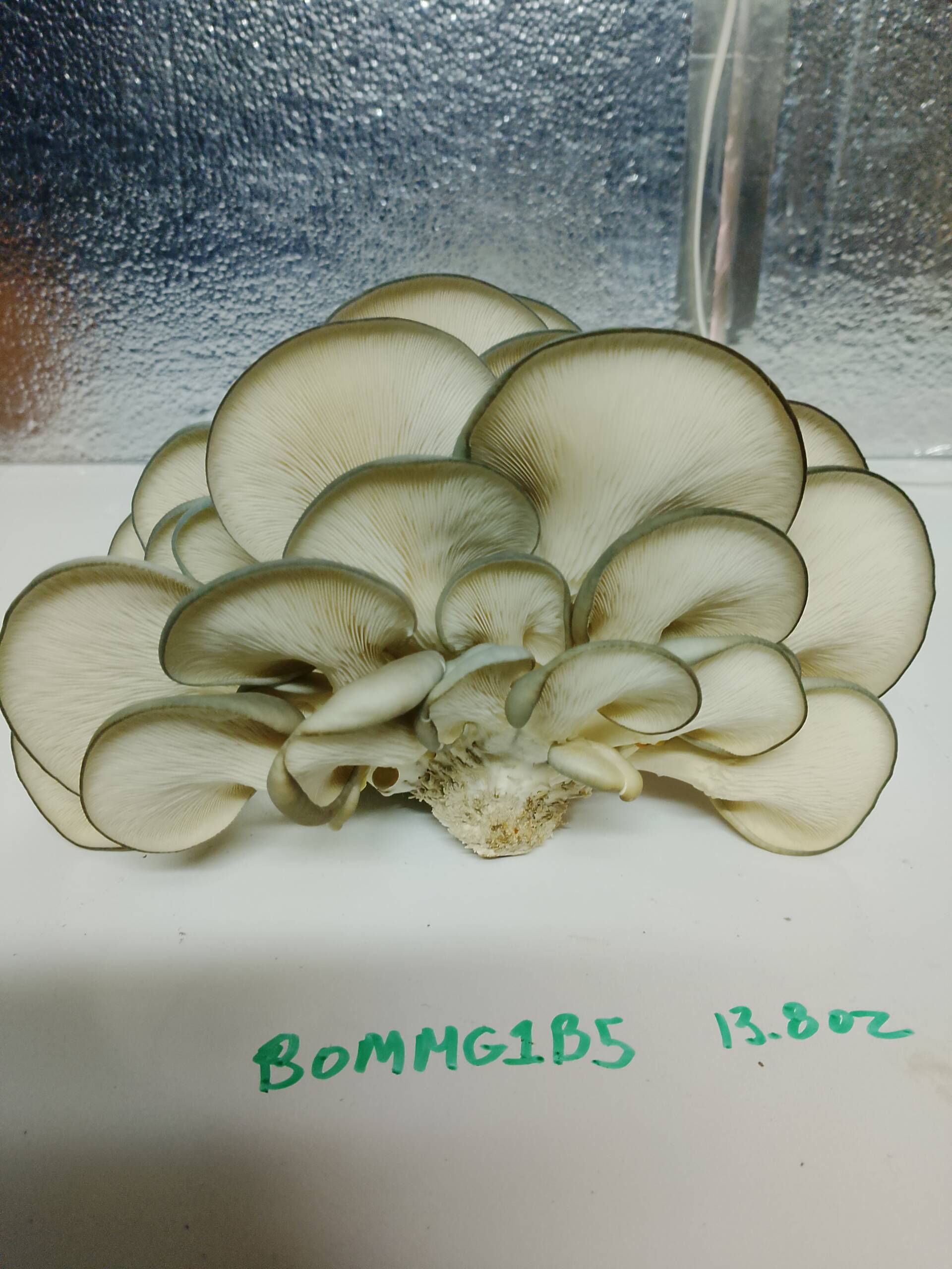 Blue Oyster Grow Kit - Image 3