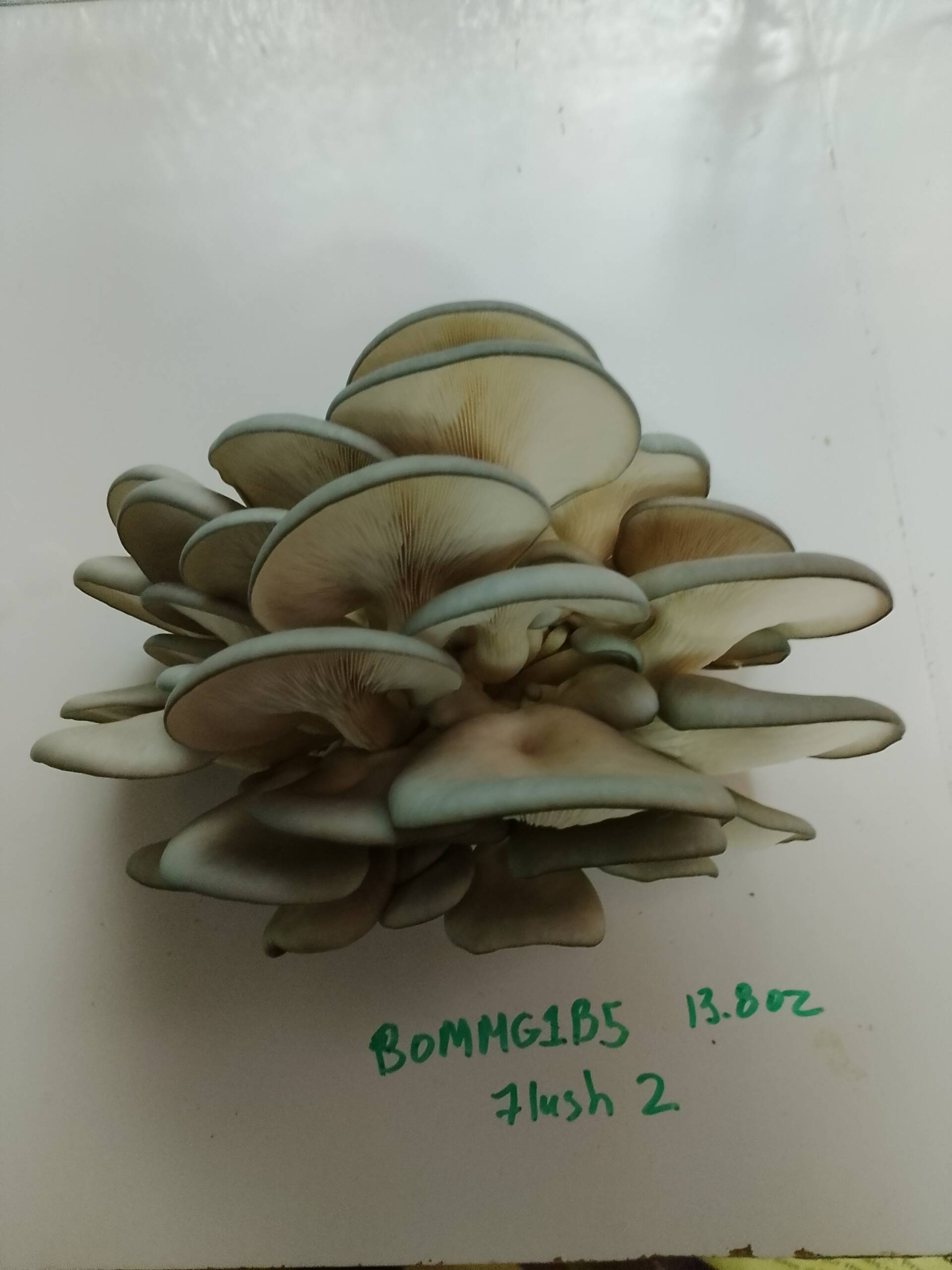 Fresh Blue Oyster Mushrooms - Image 2