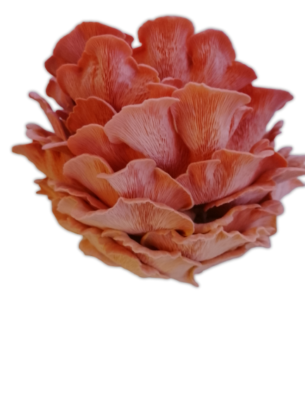 Pink Oyster Grow Kit