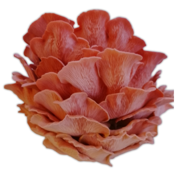 pink oyster mushrooms