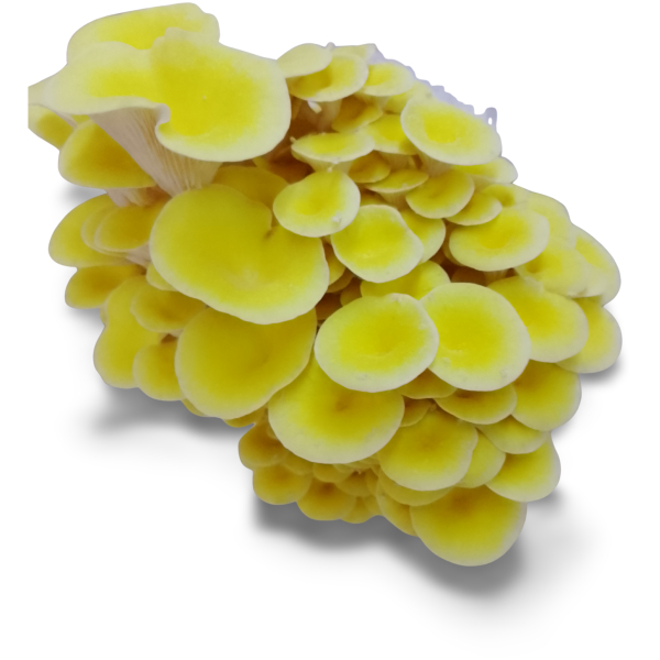 golden oyster mushrooms