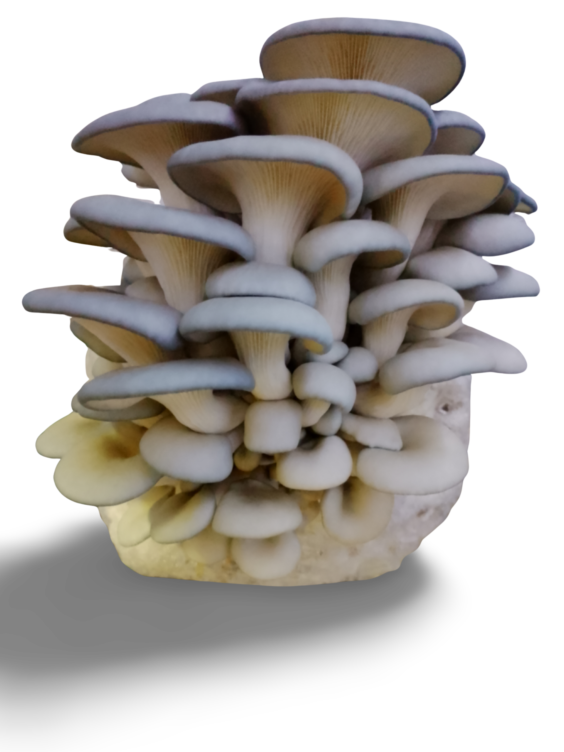 fresh blue oyster mushrooms