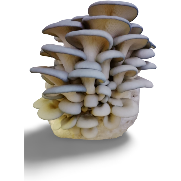 Blue Oyster Mushrooms