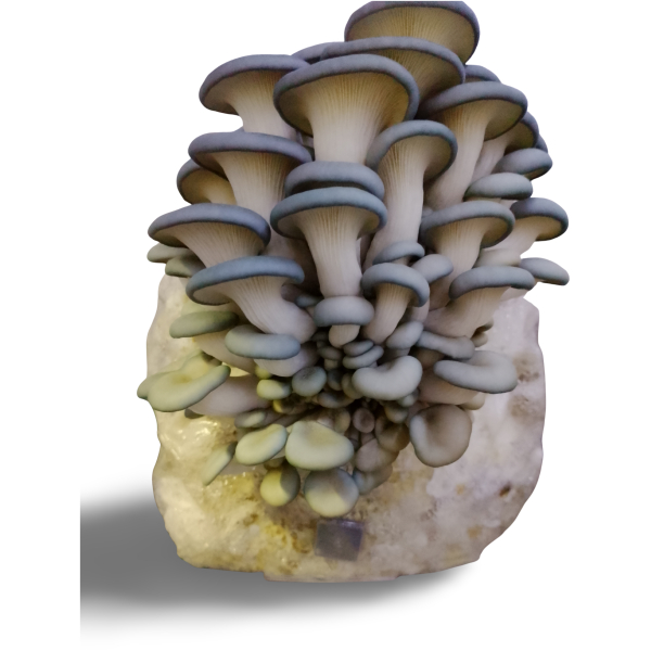 fresh blue oyster mushrooms