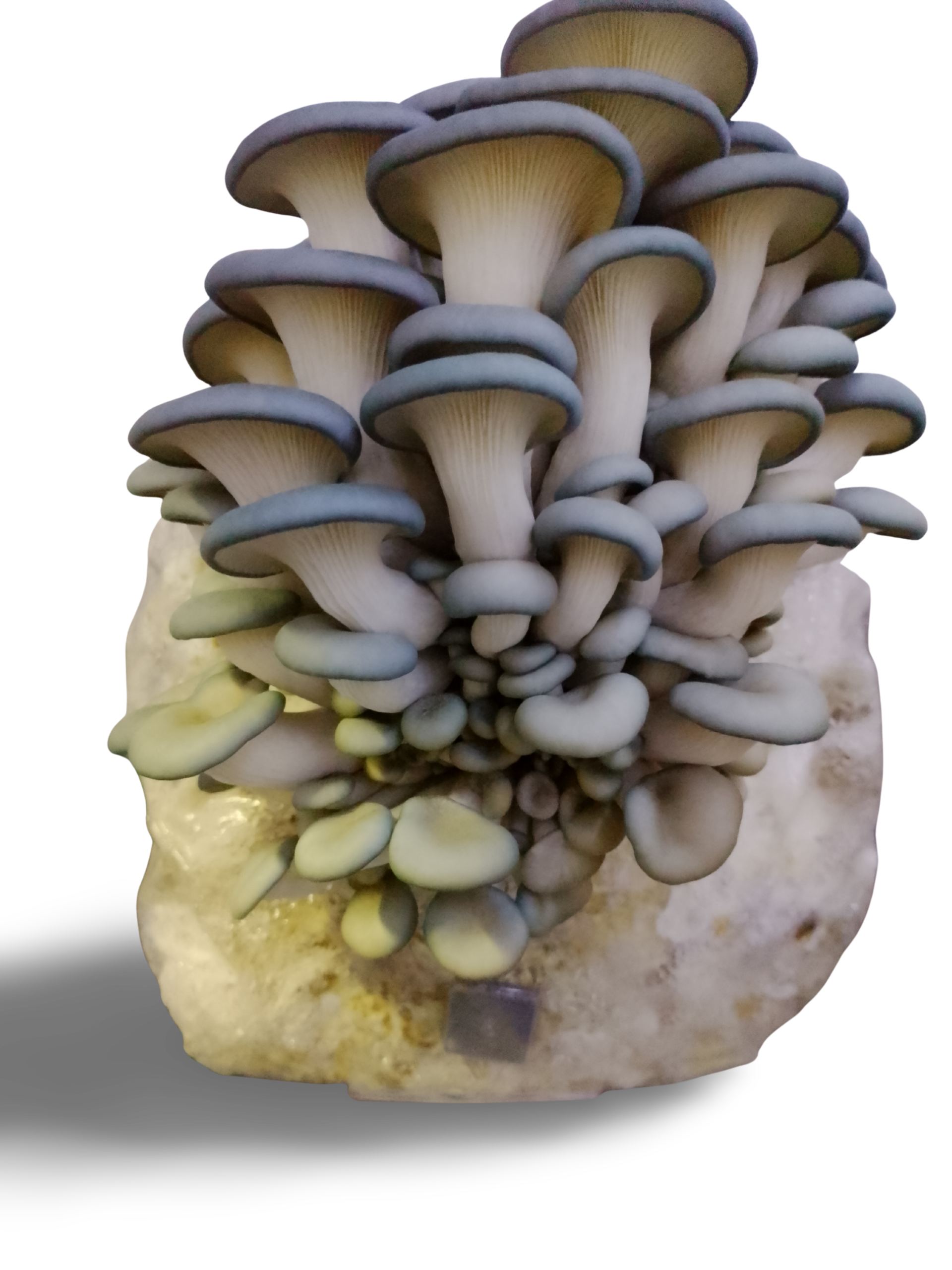 fresh blue oyster mushrooms