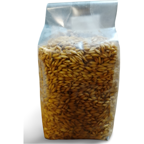 golden oyster grain spawn bag
