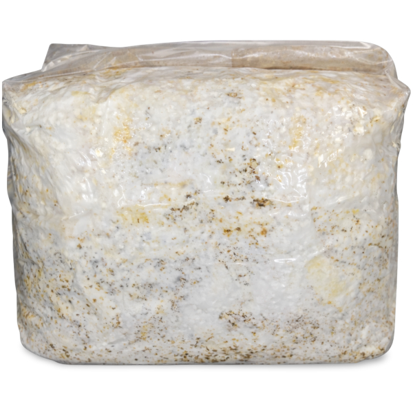 Blue Oyster Ready to Fruit Block