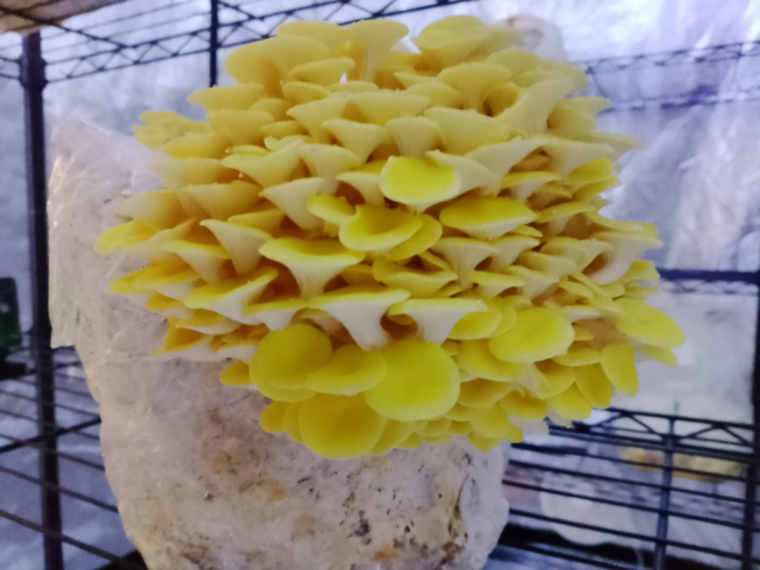 Golden Oyster Liquid Culture - Image 4