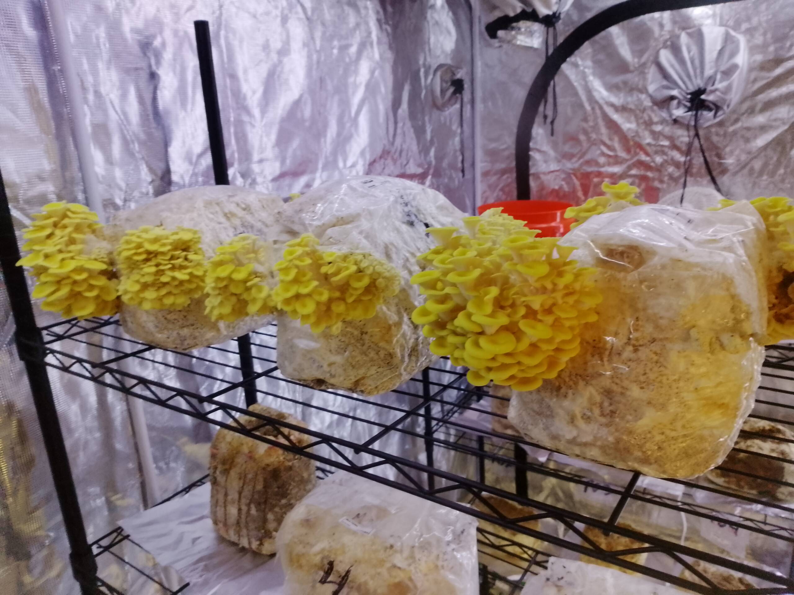 Golden Oyster Liquid Culture - Image 6