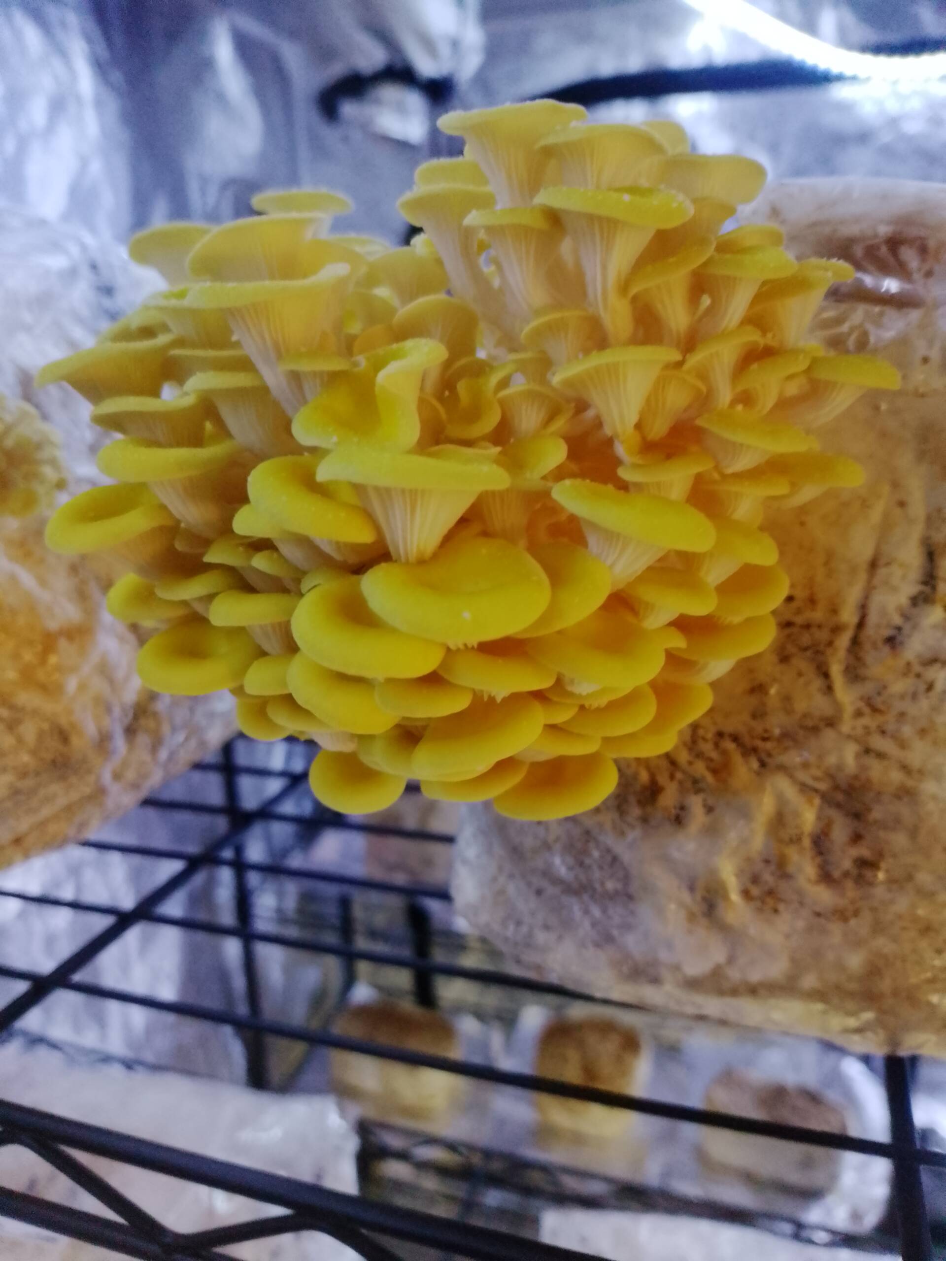 Golden Oyster Liquid Culture - Image 5