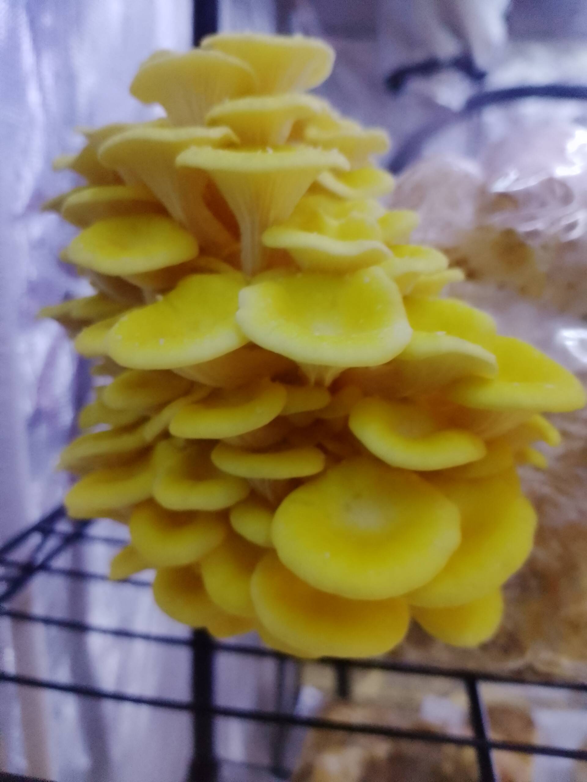 Fresh Golden Oyster Mushrooms - Image 4