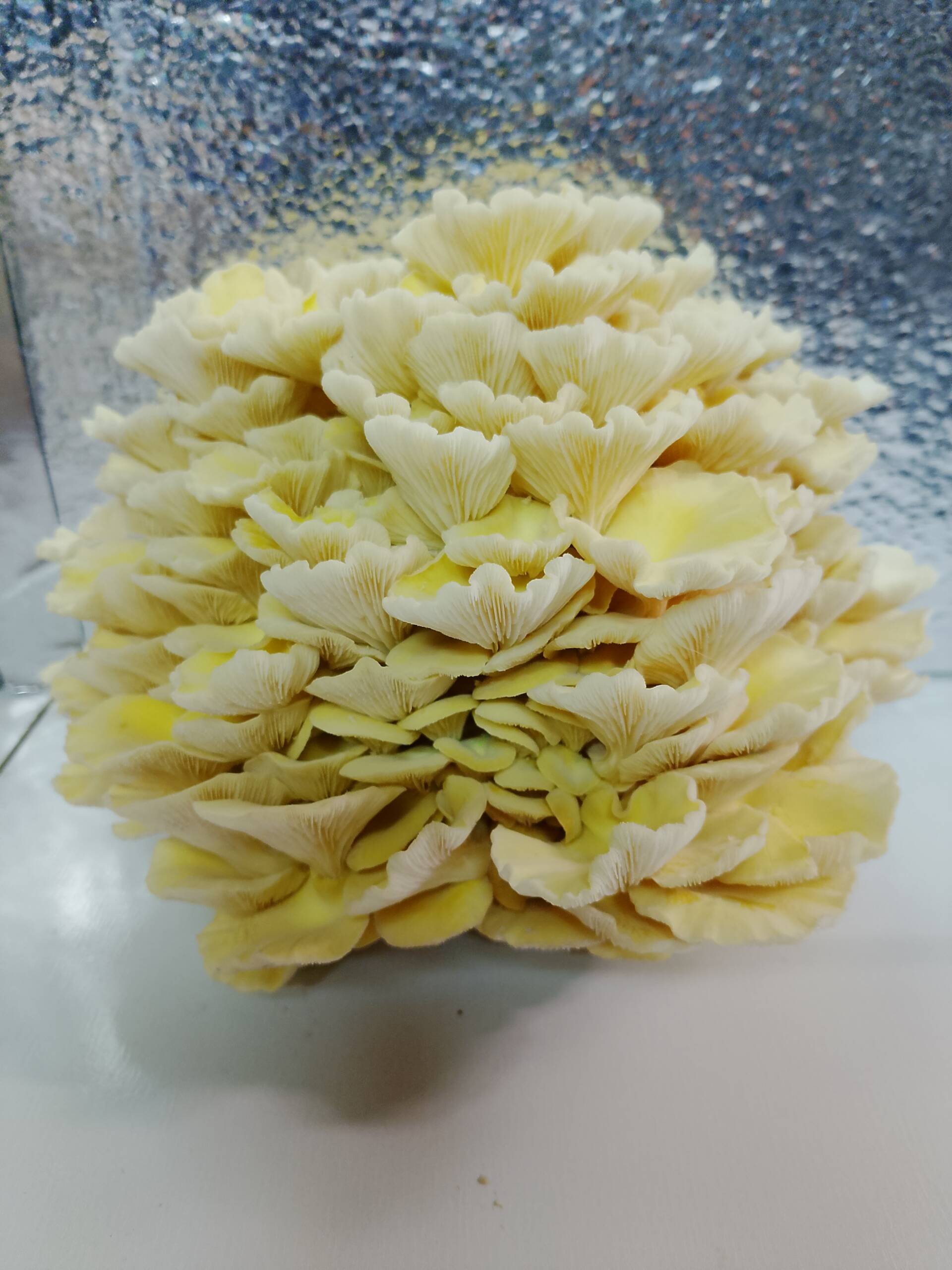 Golden Oyster Liquid Culture - Image 2